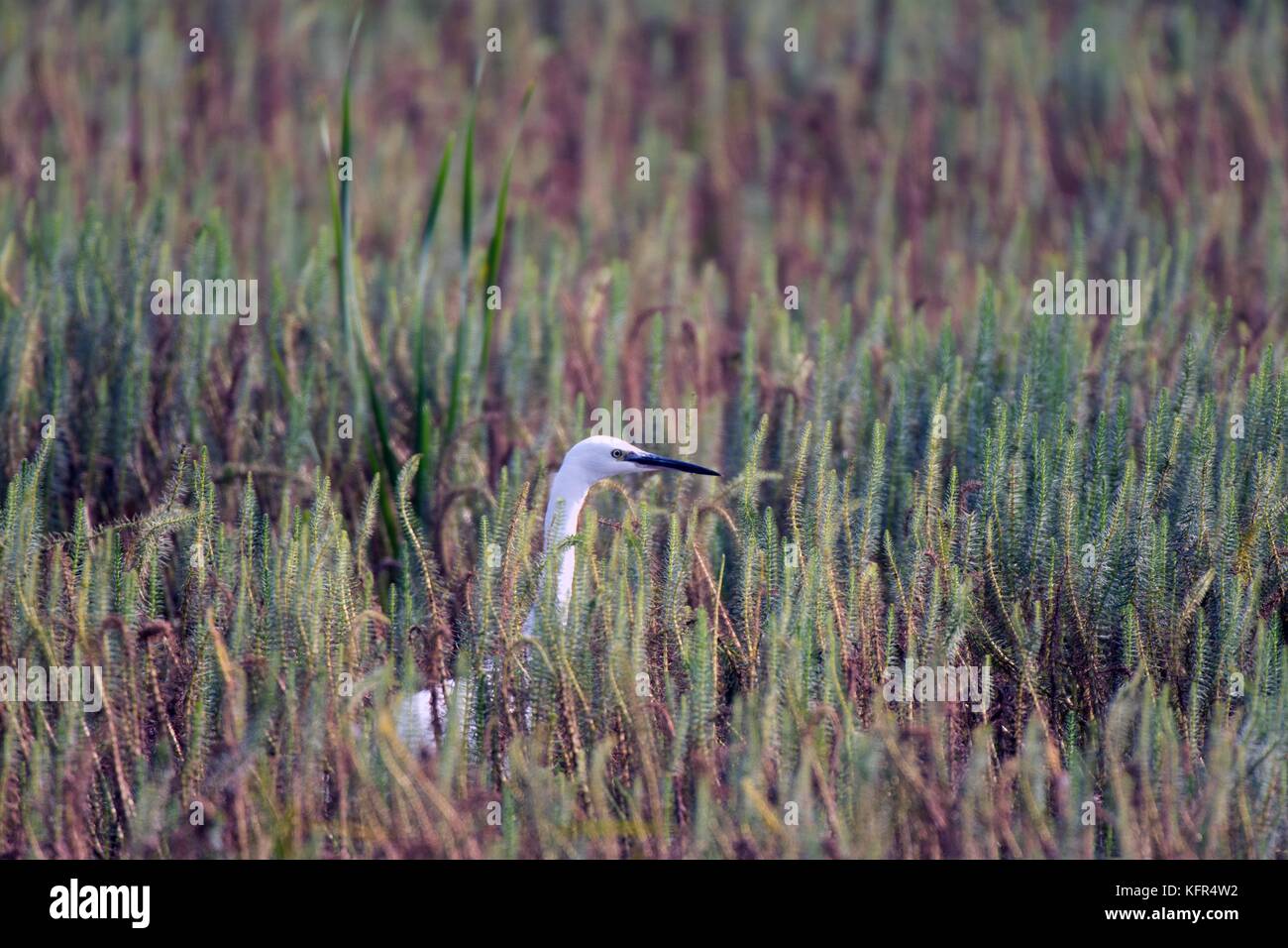 Little Egret on marsh Stock Photo