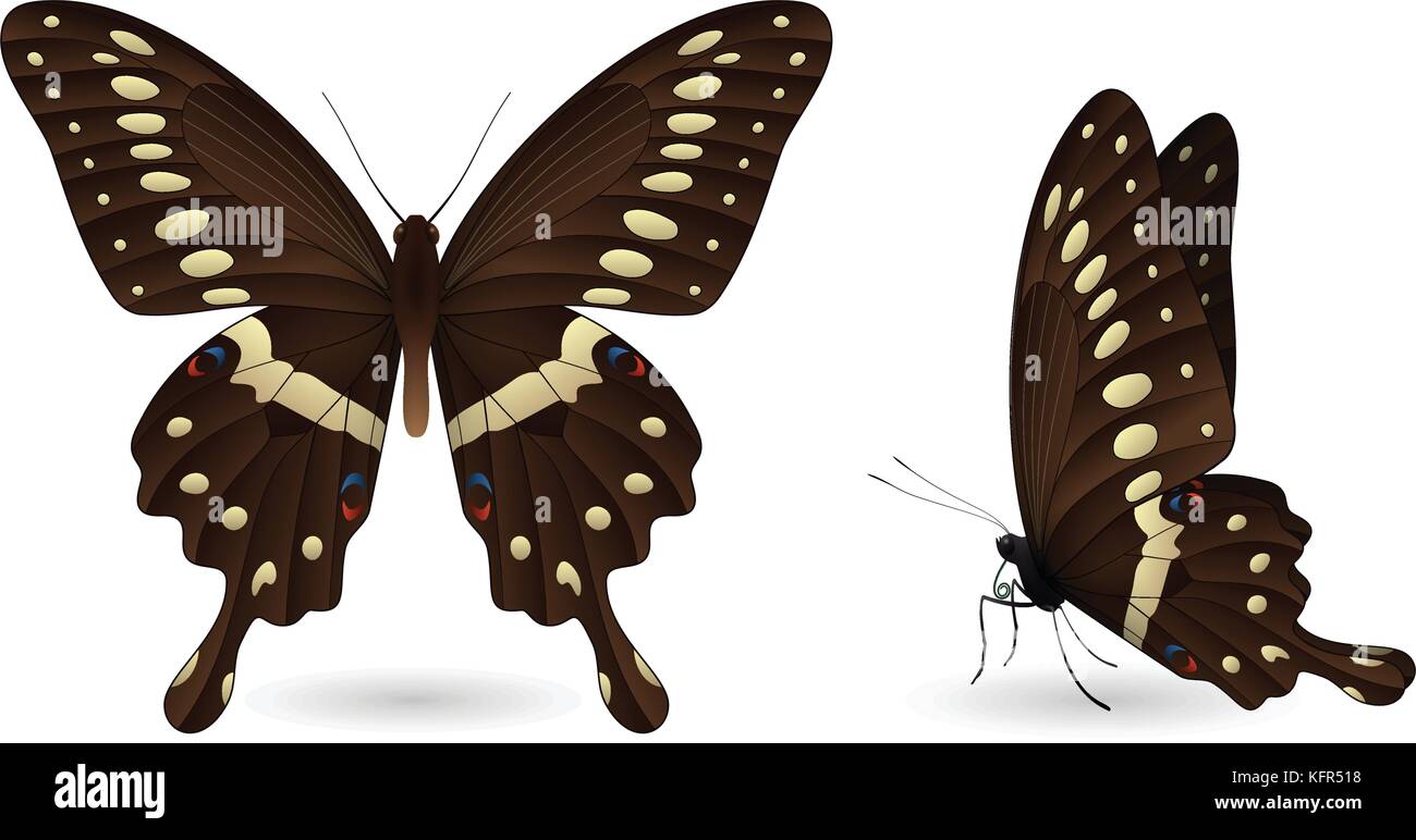 Realistic nymph hi-res stock photography and images - Alamy