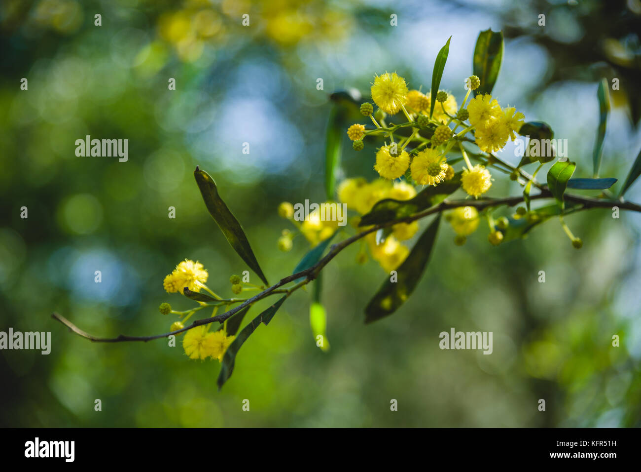 close-up picture of a yellow blossoming branch during spring with green leaves Stock Photo