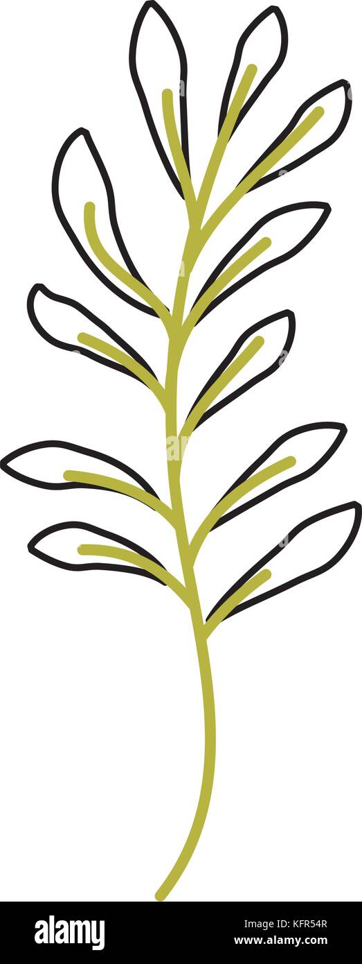 branch plant with leaves natural foliage garden Stock Vector Image ...