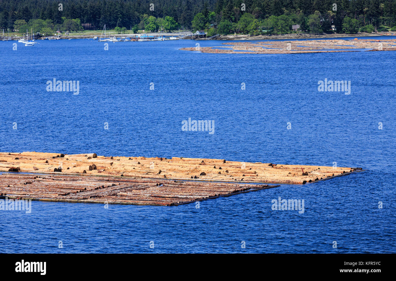 Bunch of Floating Logs in Nanaimo Stock Photo