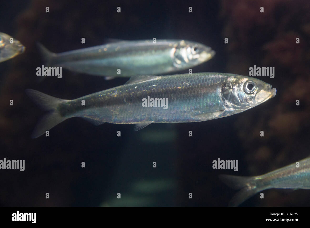 Hering, Heringe, Atlantischer Hering, Clupea harengus, Atlantic herring, herring, herrings, digby, mattie, slid, yawling, sea herring, Le hareng Stock Photo