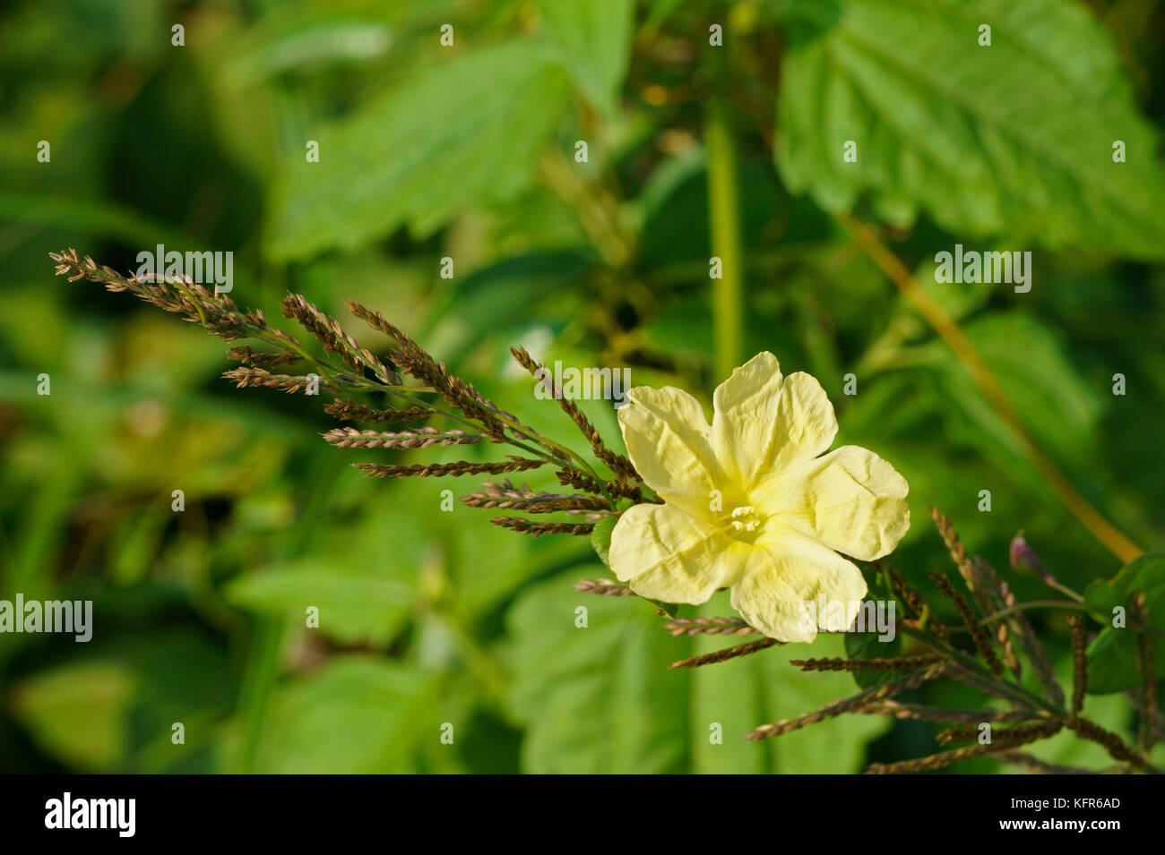 Yellow flower on green leaves, Merremia hederacea Stock Photo
