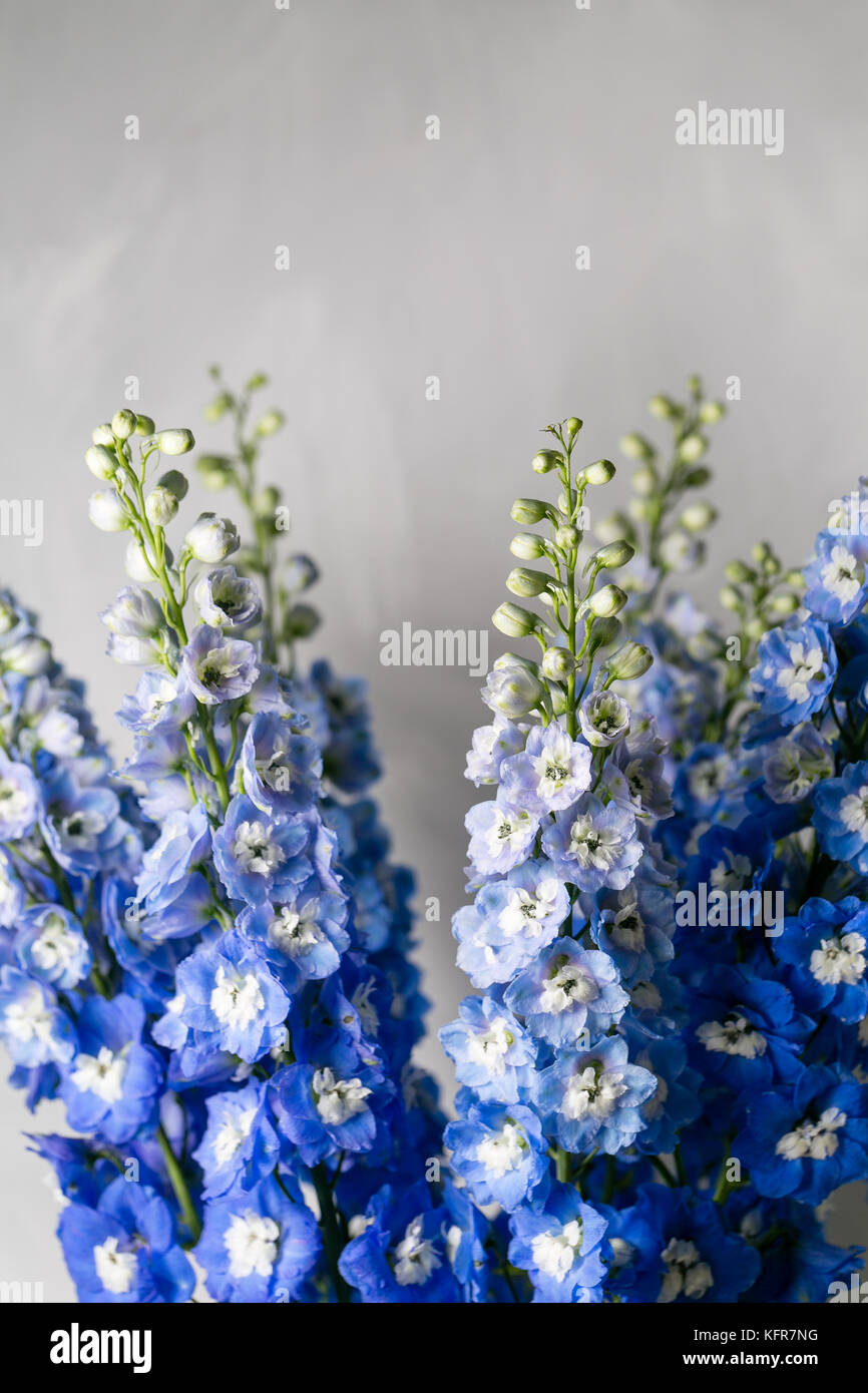 Blue delphinium flower with green leaves on light gray background Stock Photo Alamy