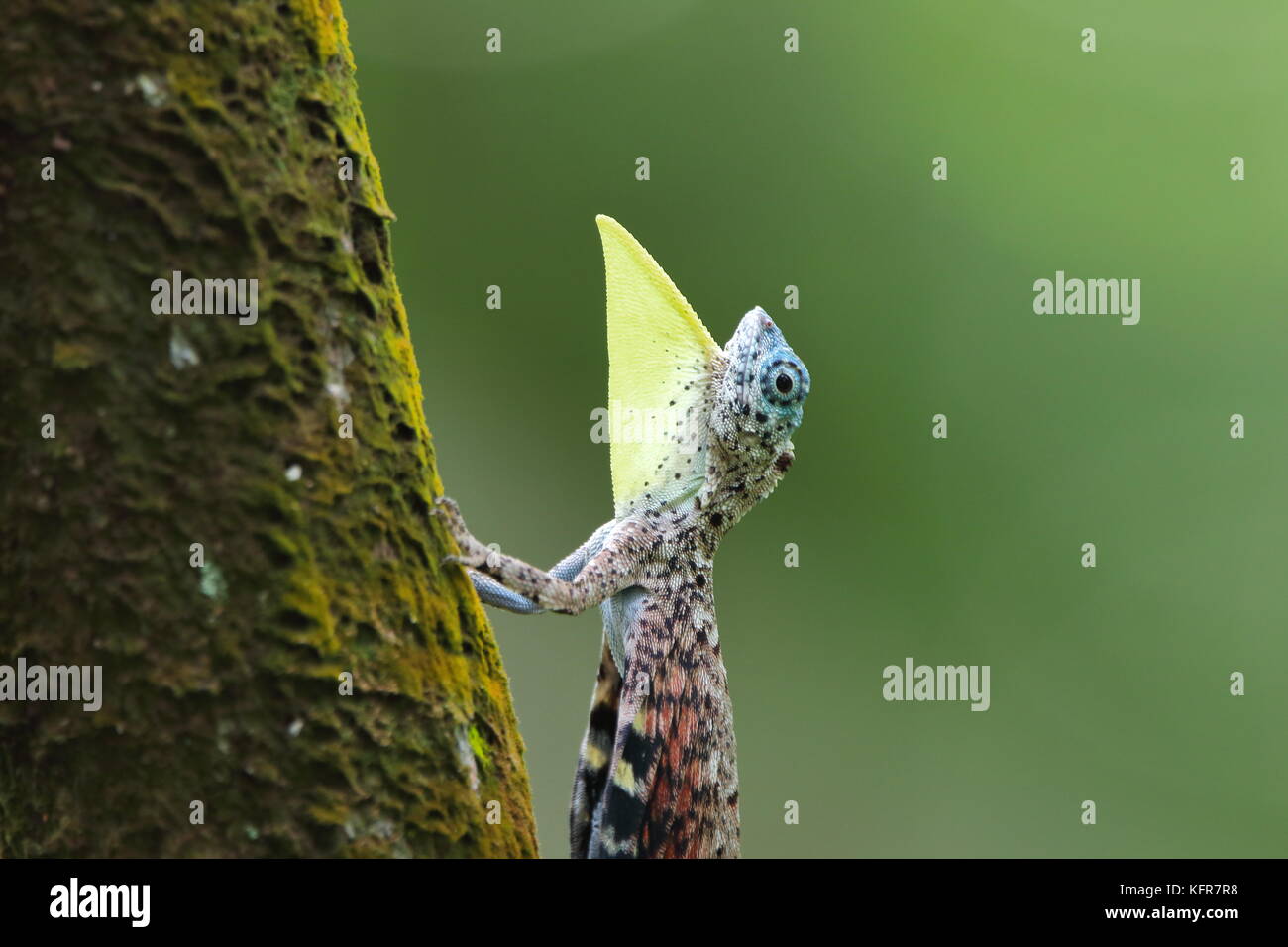 Draco flying lizard of western ghats shot in deep woods Stock Photo