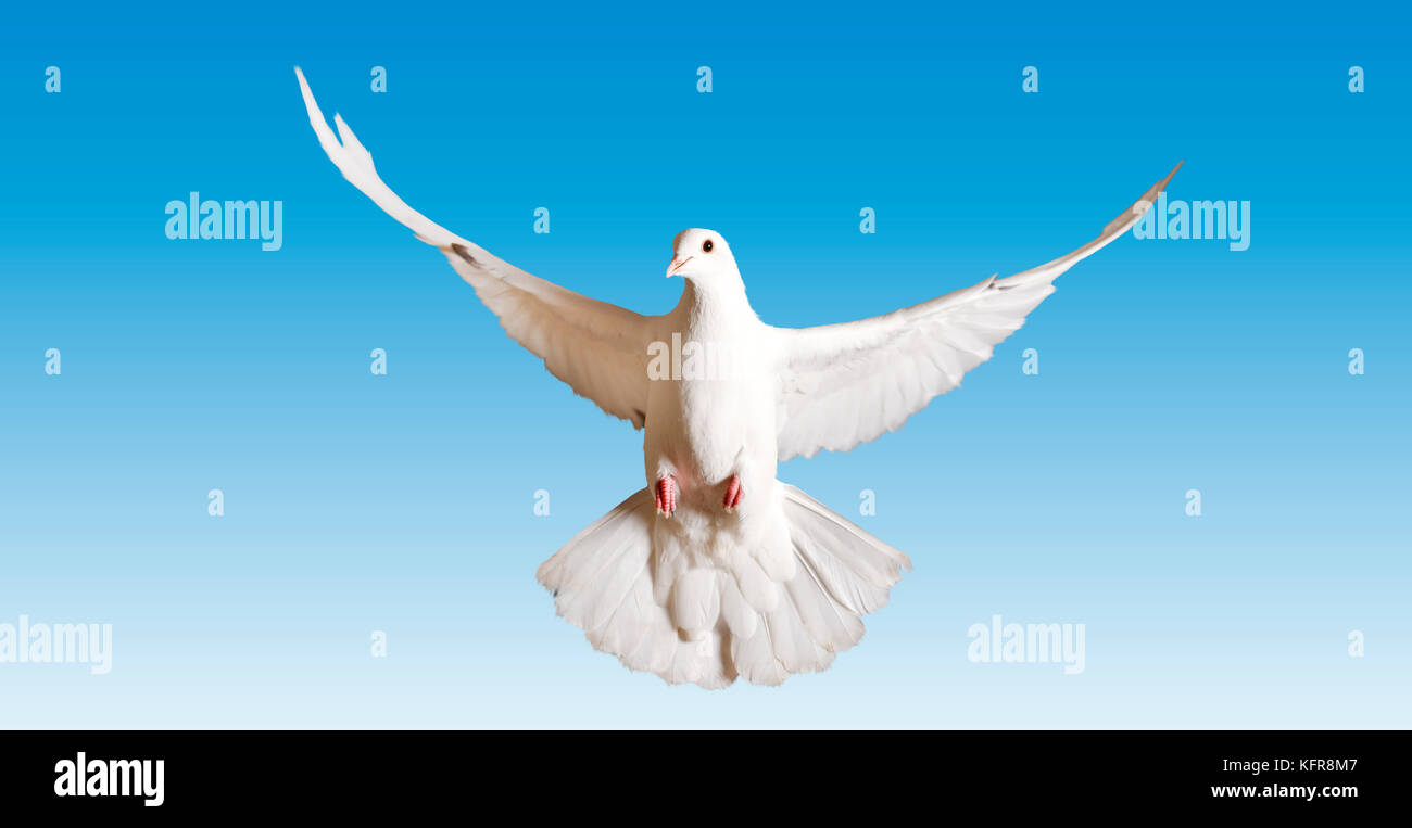 white pigeon symbol of the peace flies on the blue sky Stock Photo Alamy