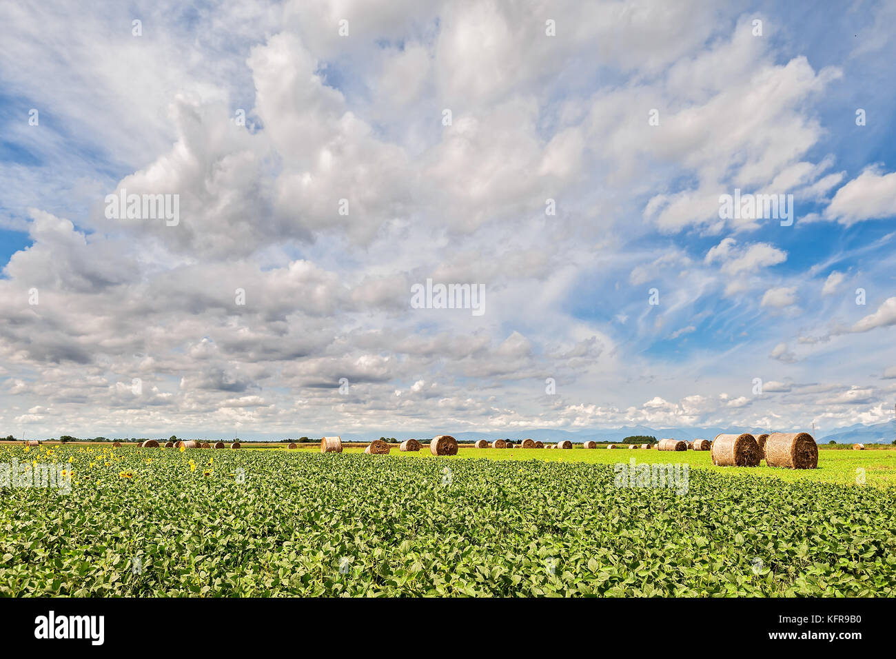 Round hay bales in harvested field and blue sky with clouds ...