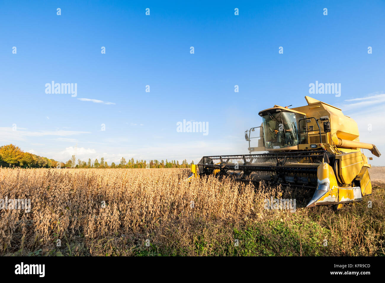 Harvesting of soybean field with combine harvester. Yellow thresher. Stock Photo