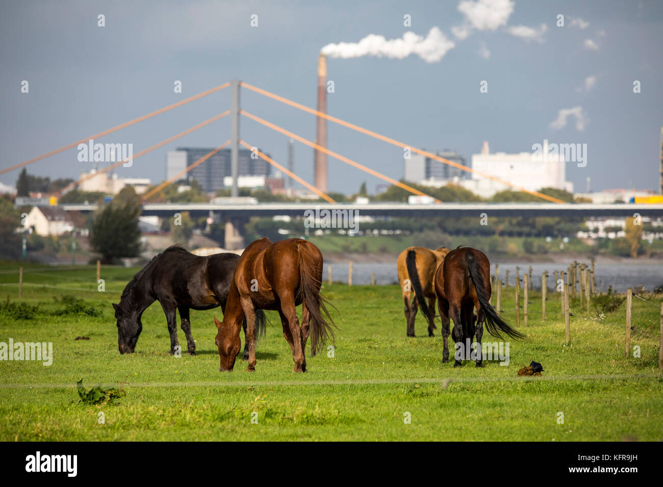 Rhine meadows,in Duisburg Hochemmerich, Germany, Horses, bridge over river Rhine, industry, Stock Photo