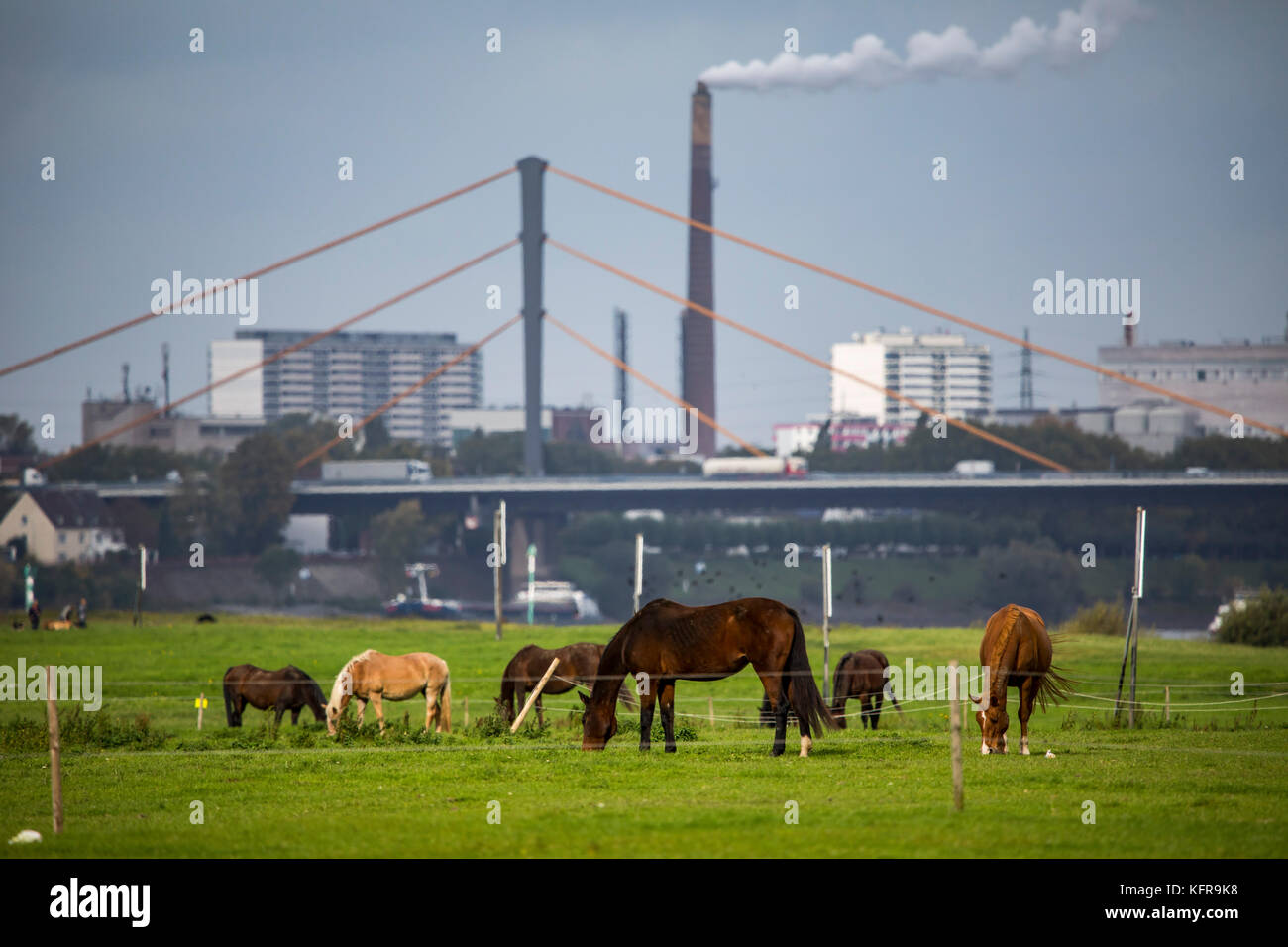 Rhine meadows,in Duisburg Hochemmerich, Germany, Horses, bridge over river Rhine, industry, Stock Photo
