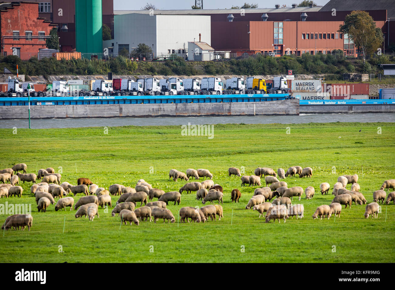 Rhine meadows,in Duisburg Hochemmerich, Germany, sheep, bridge over river Rhine, industry, river cargo ship, Stock Photo