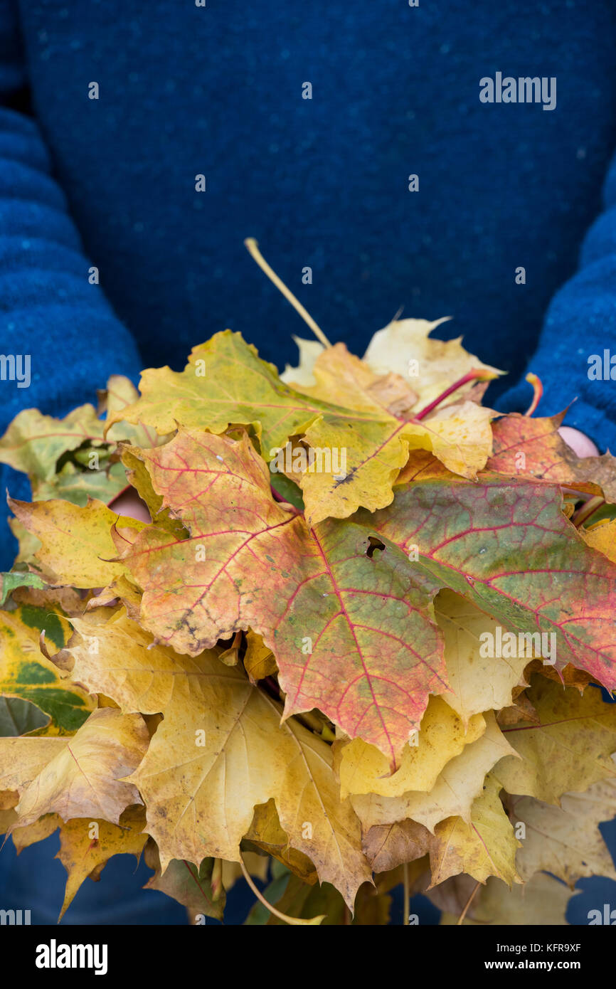 Hand holding fallen maple leaf hi-res stock photography and images - Alamy