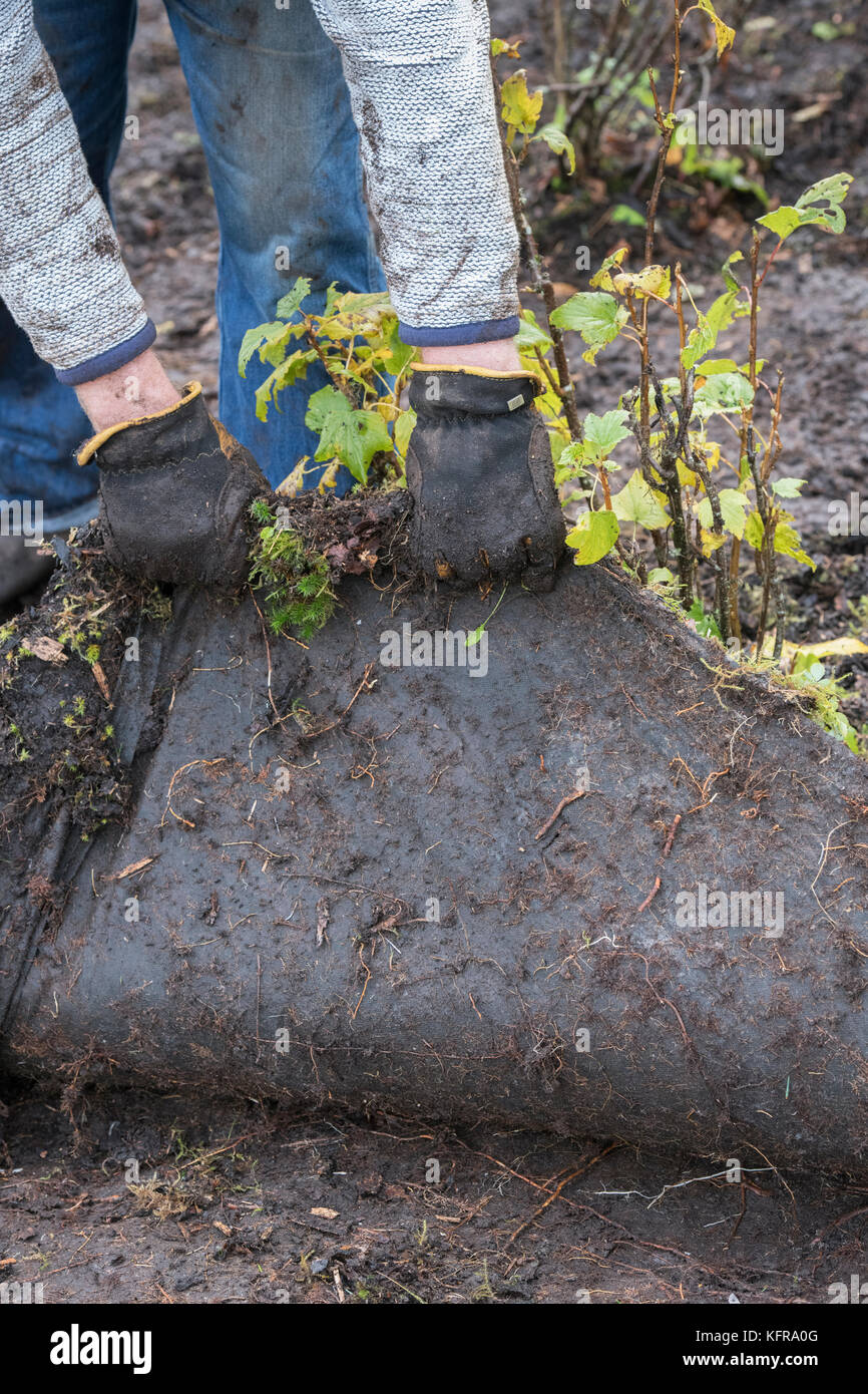 Gardener removing old weed membrane and wood chip bark from a vegetable garden made up of wet heavy soil.  Scottish borders, Scotland Stock Photo