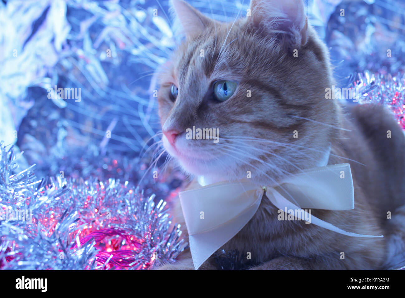 Beautiful adorable kitten with white bow among Christmas decorations Stock  Photo - Alamy, image size:1300x956