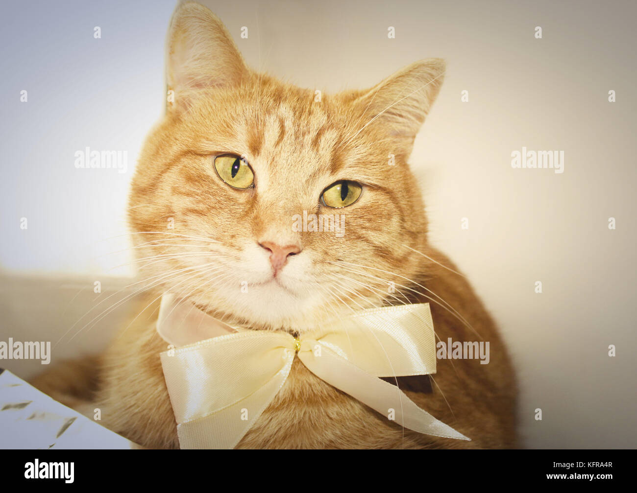 Angry cat hi-res stock photography and images - Alamy