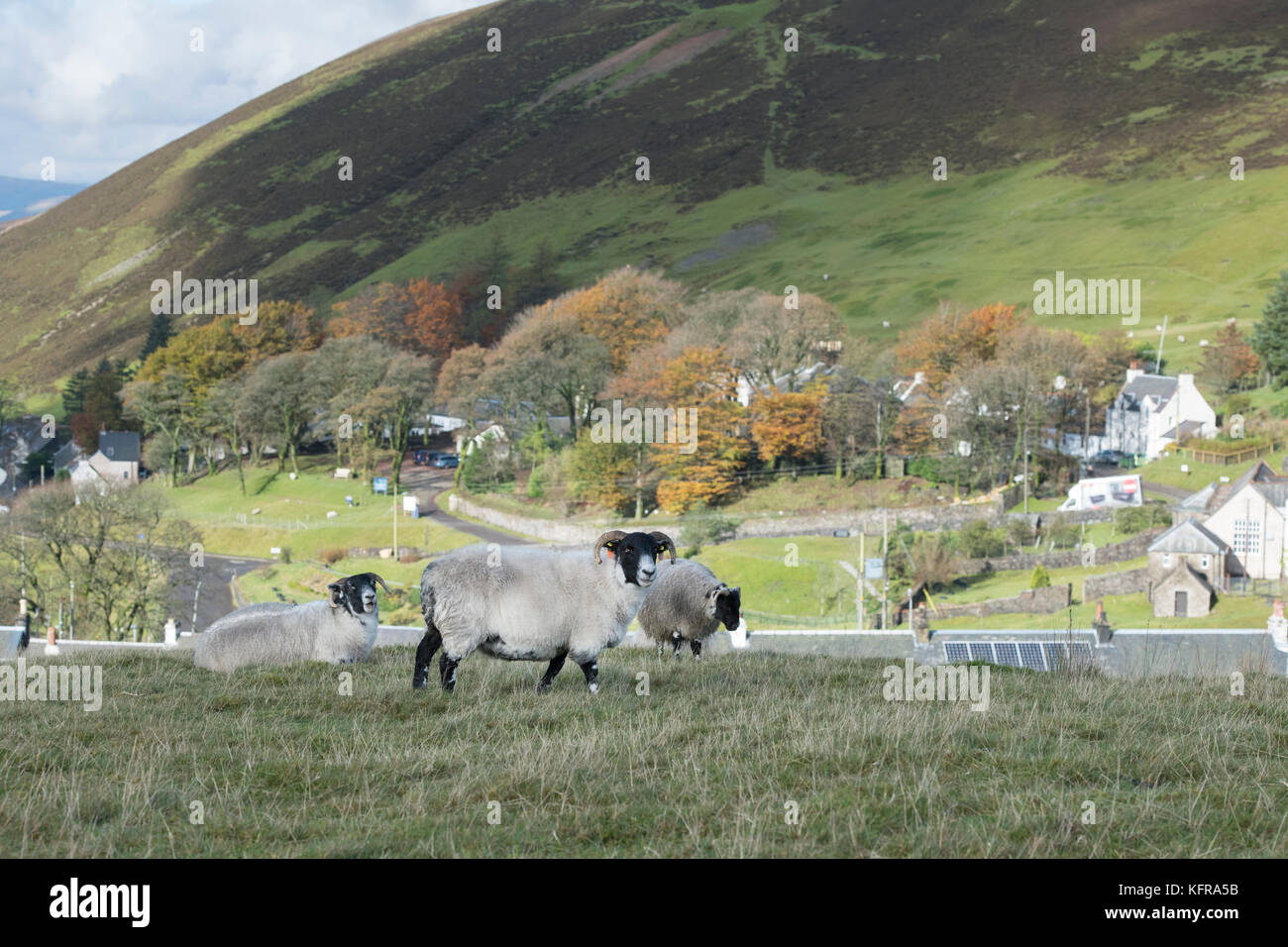 Scottish Blackface sheep in front of Wanlockhead, Scotlands highest village. Dumfries and Galloway, Scotland Stock Photo
