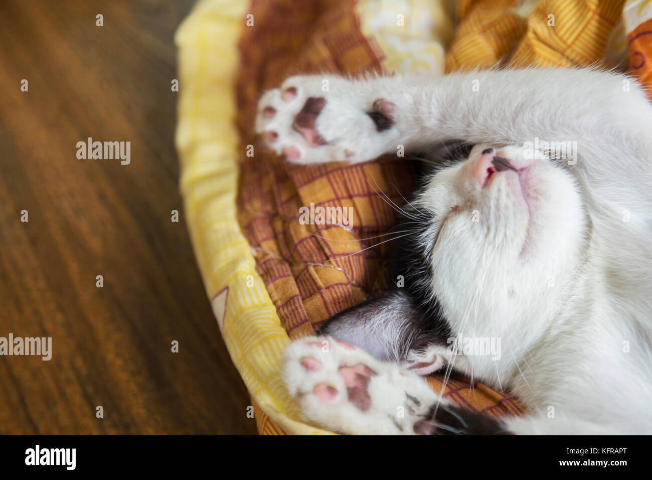 cat sleeping in the blanket, selective focus Stock Photo