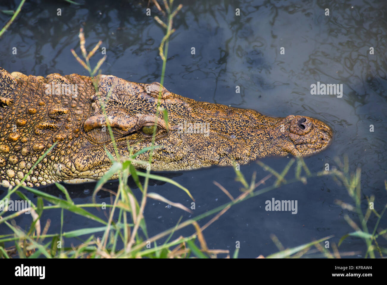 wildlife crocodile hidden in the water in the water Stock Photo