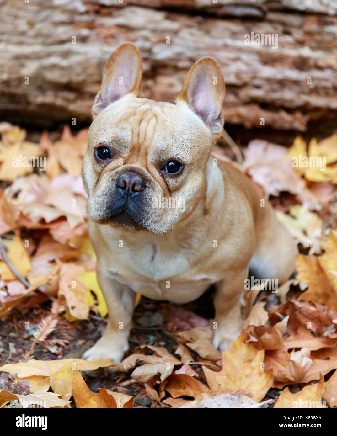 French Bulldog with Autumn Leaves. Stock Photo