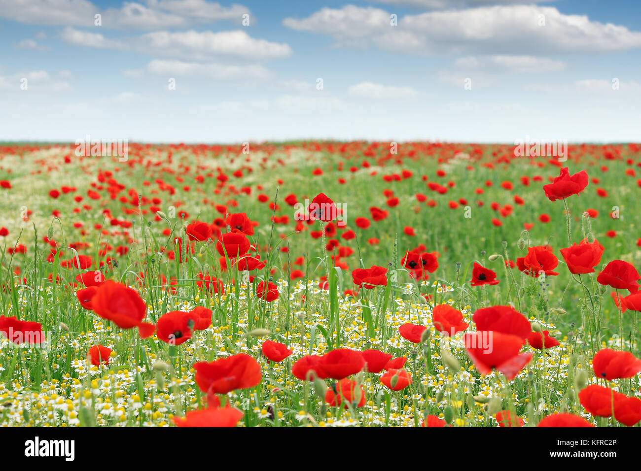 poppies flower meadow landscape spring season Stock Photo - Alamy