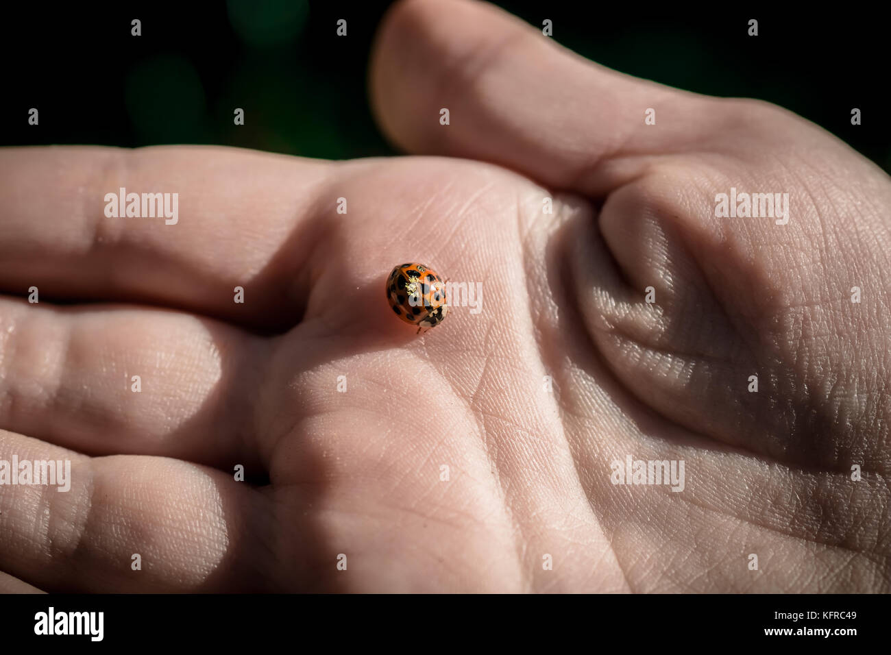 Ladybug in hand Stock Photo