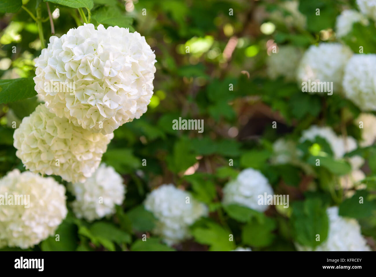 Hydrangea Annabelle white flowers closeup Stock Photo