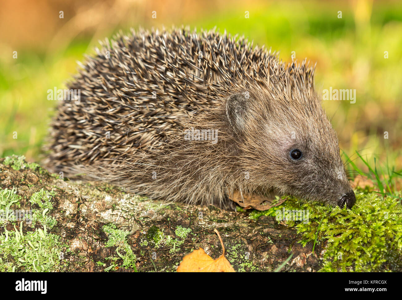 Hedgehog, wild, native, European hedgehog in natural woodland habitat. Facing right.  Scientific name: Erinaceus Europaeus.  Horizontal. Stock Photo