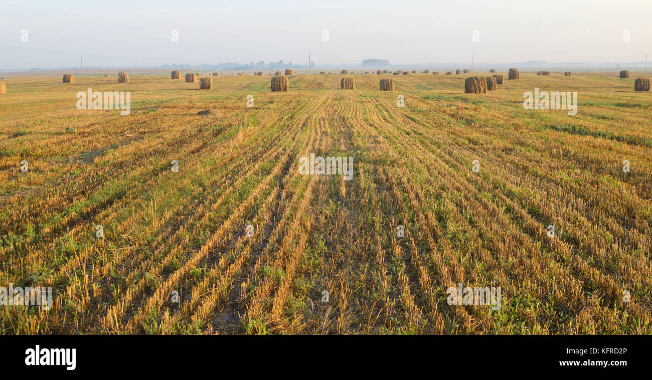 Agricultural field after harvest of cereals Stock Photo - Alamy