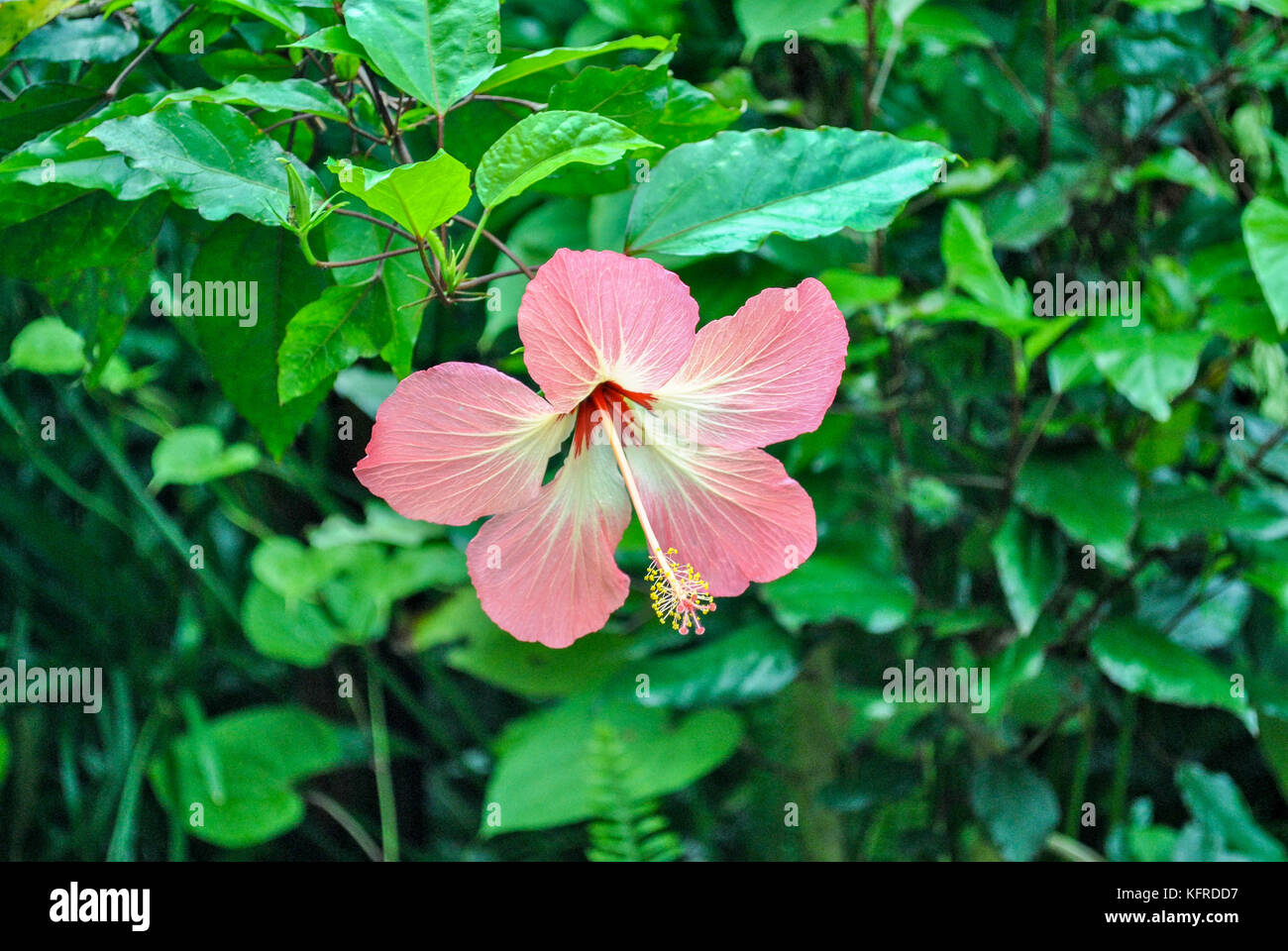 Pink China rose Hibiscus rosa sinensis Stock Photo Alamy