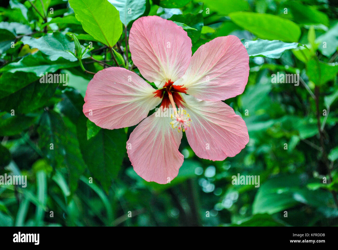 Pink China rose Hibiscus rosa sinensis Stock Photo Alamy