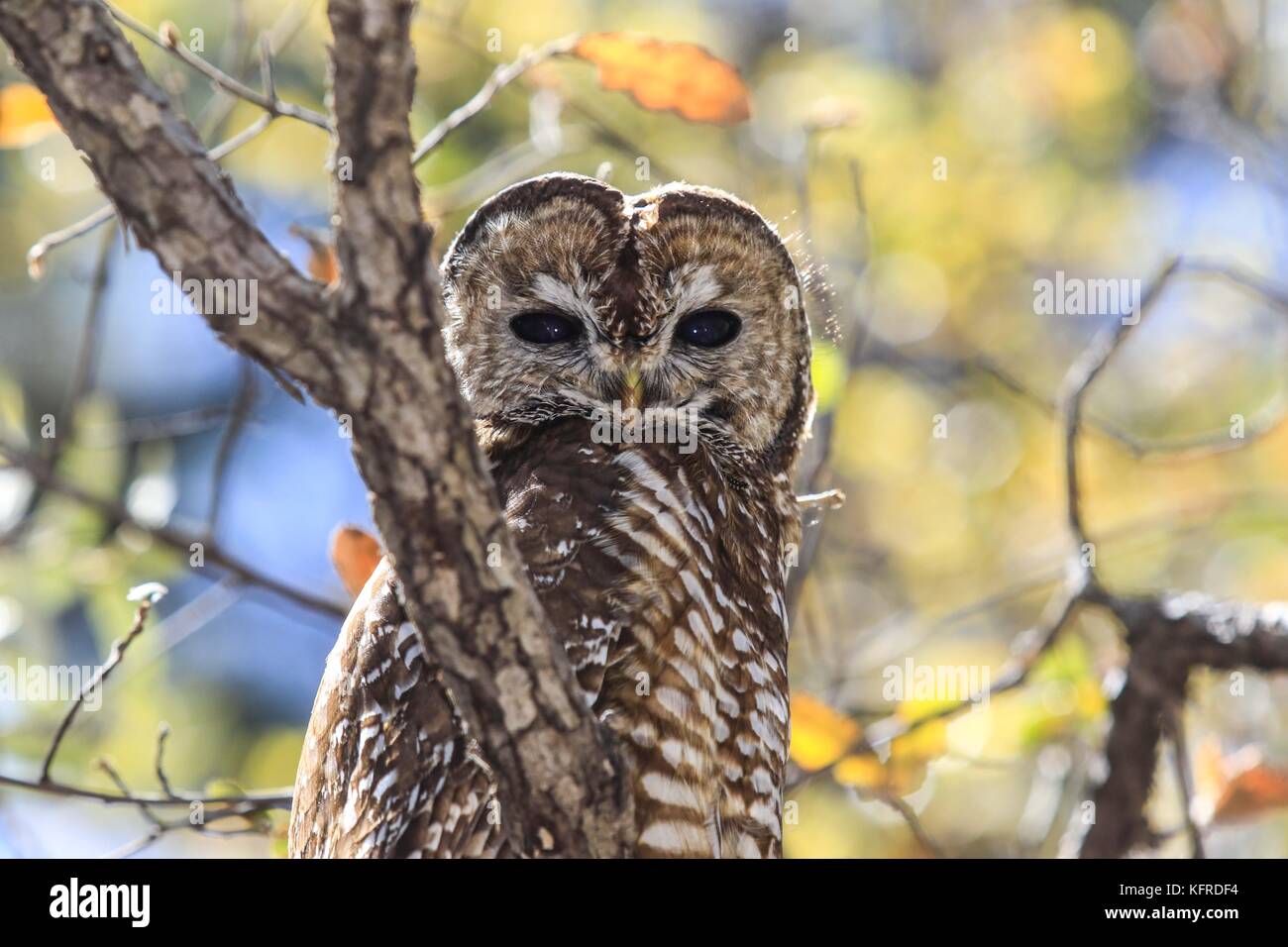 Mexican spotted owl or Strix occidentalis lucida, very difficult to ...