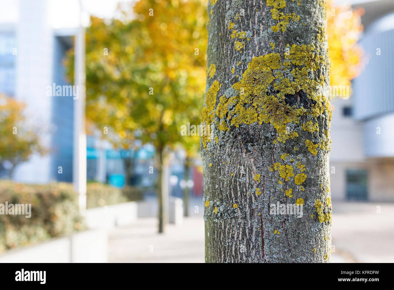 Close up of a tree trunk with lichen growing on its bark on a Autumn day outside a contemporary modern building in England, United Kingdom Stock Photo