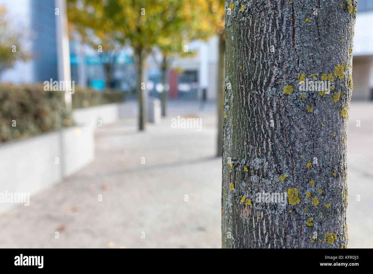 Close up of a tree trunk with lichen growing on its bark on a Autumn day outside a contemporary modern building in England, United Kingdom Stock Photo