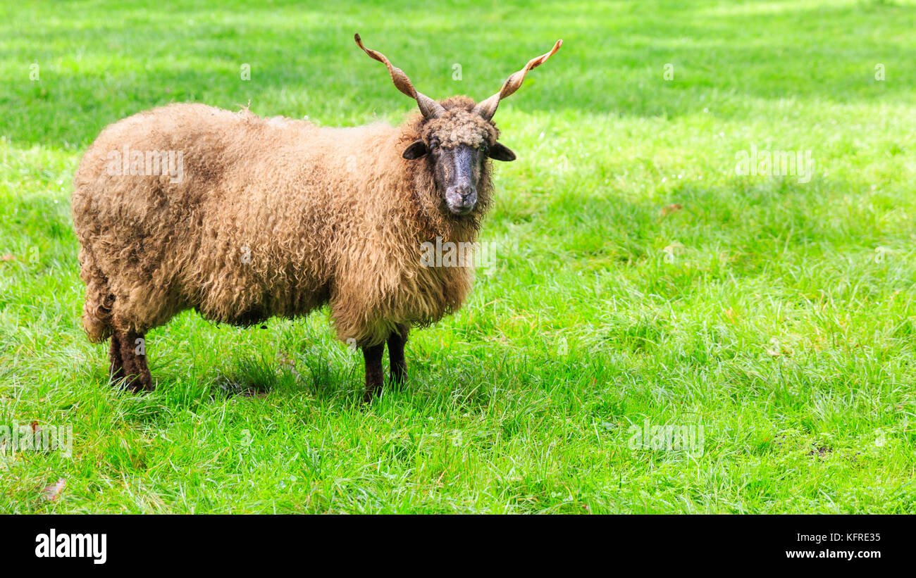 Wallachian sheep, also Hungarian Racka sheep, ram with spiral horns, Ovis aries strepsiceros Hungaricus, in fresh green grass, close-up Stock Photo