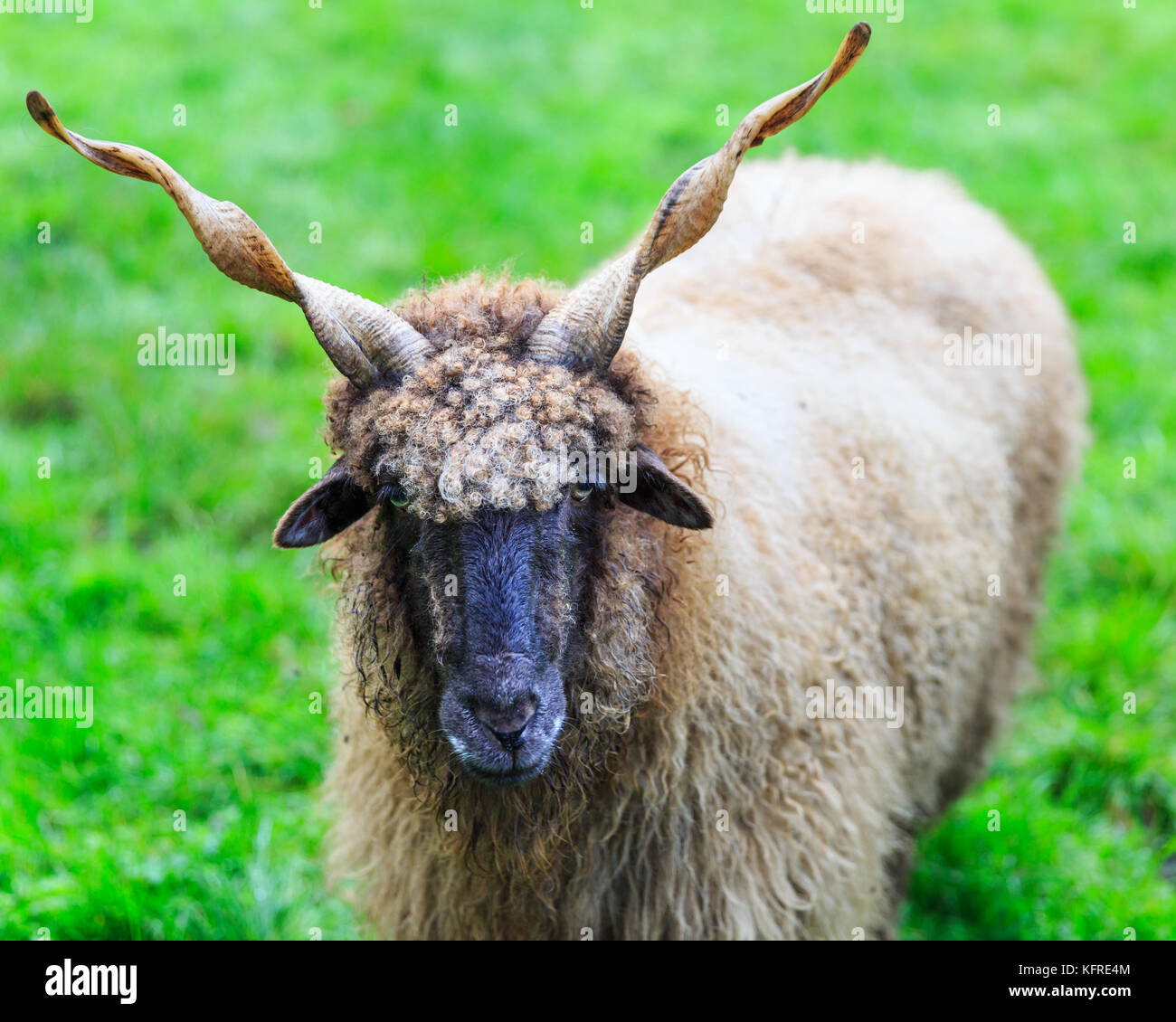 Wallachian sheep, also Hungarian Racka sheep, ram with spiral horns, Ovis aries strepsiceros Hungaricus, in fresh green grass, close-up Stock Photo