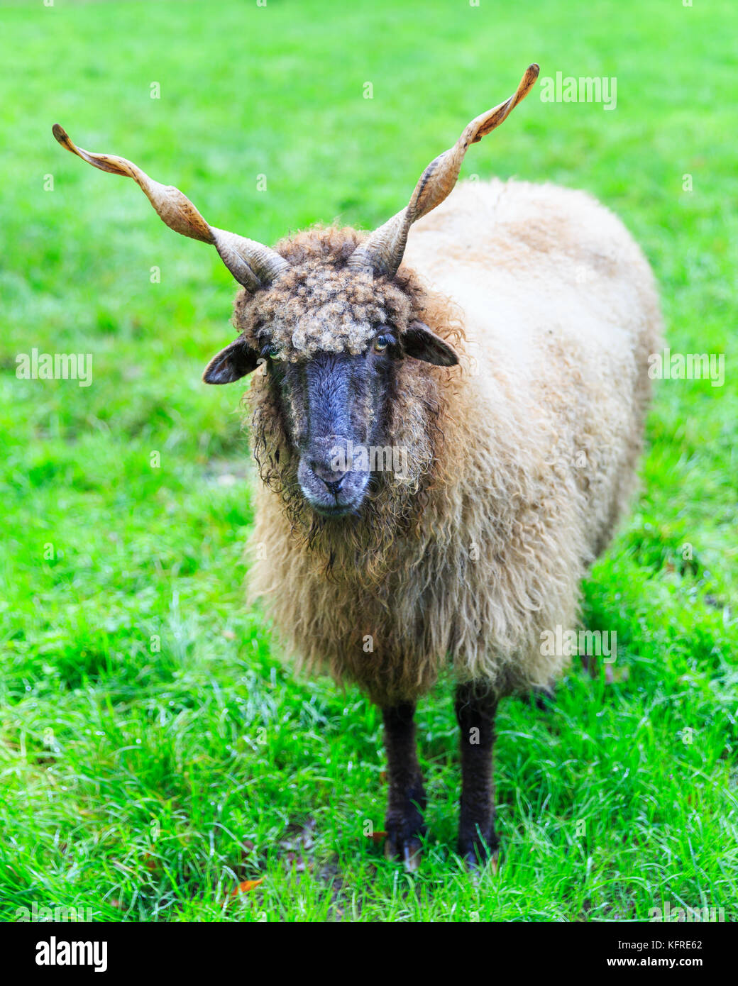 Wallachian sheep, also Hungarian Racka sheep, ram with spiral horns, Ovis aries strepsiceros Hungaricus, in fresh green grass, close-up Stock Photo