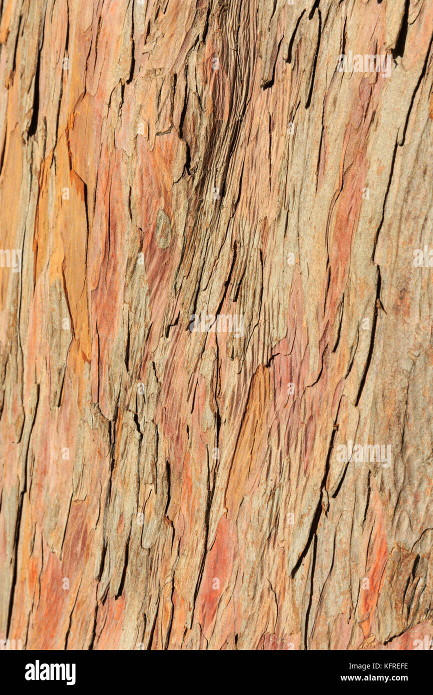Bark background backdrop, cypress tree bark,closeup, sunny Stock Photo