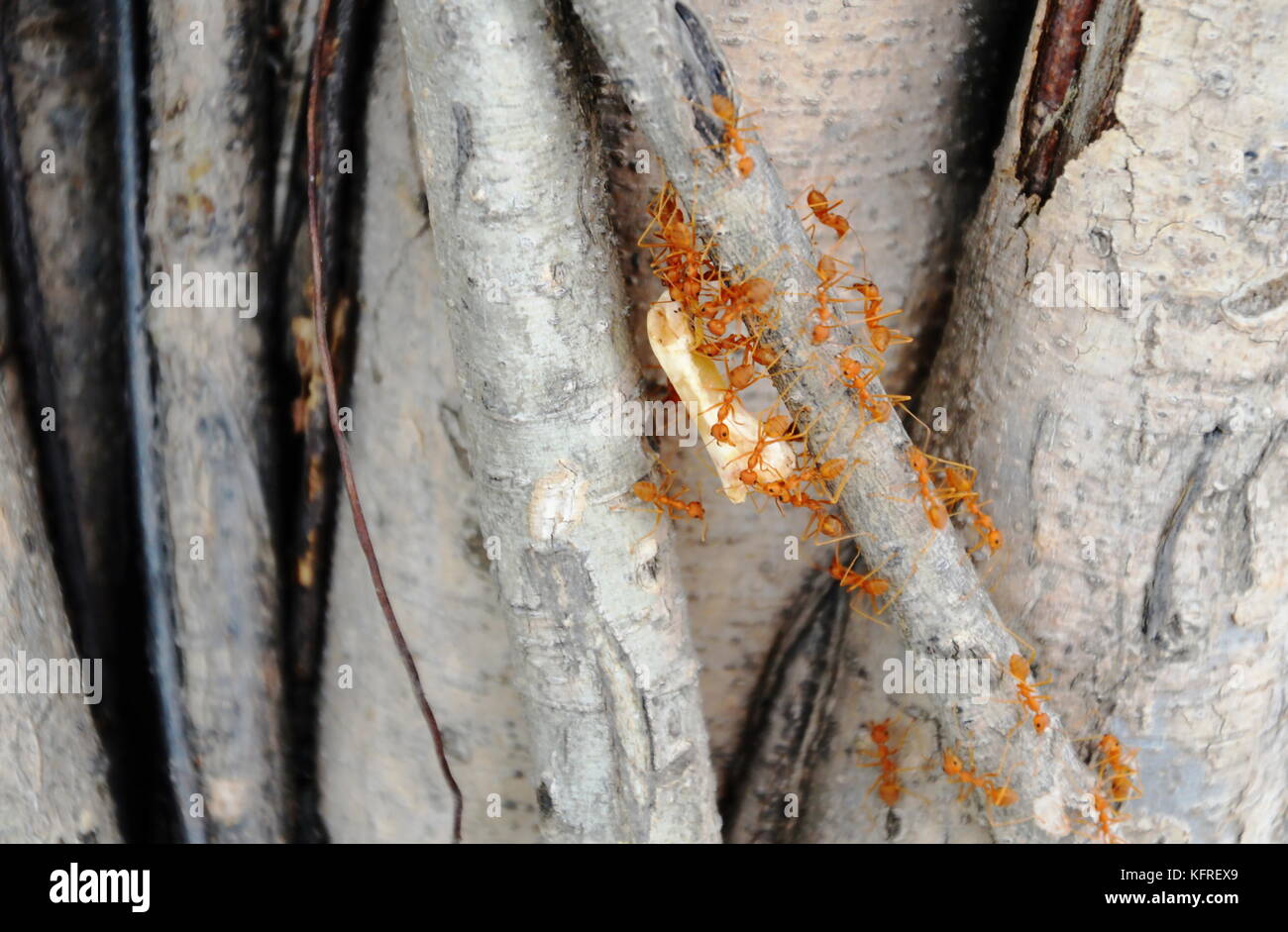 ant carry bone to nest on tree Stock Photo