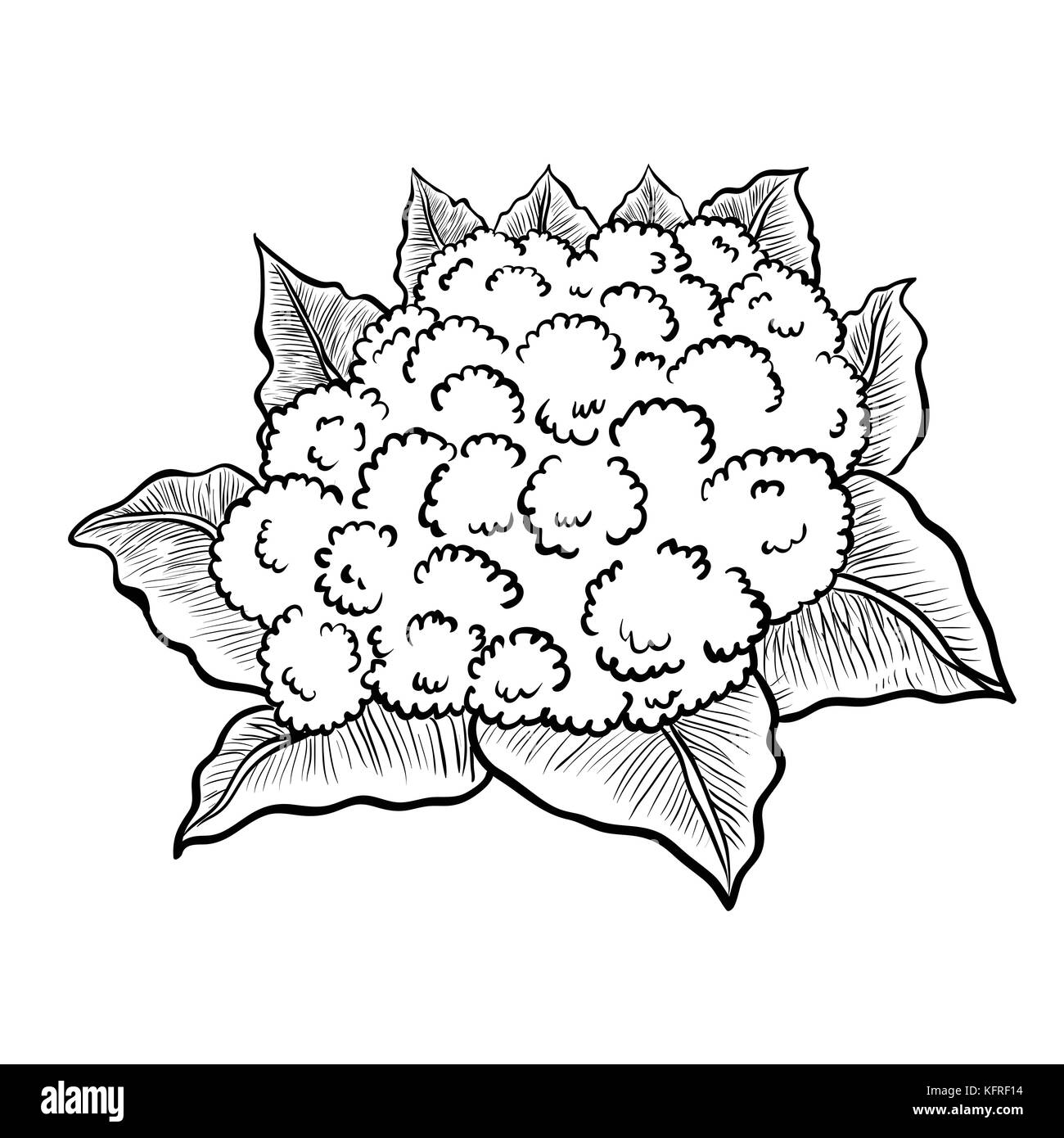 Isolated Cauliflower, Vegetable engraved style illustration. Isolated Cauliflower background. Detailed vegetarian food drawing. Farm market product-Ve Stock Vector