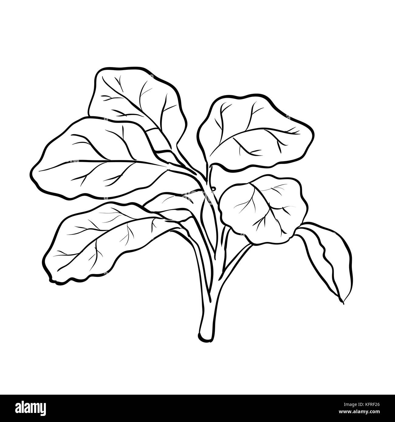 Isolated Watercress, Vegetable engraved style illustration. Isolated Watercress background. Detailed vegetarian food drawing. Farm market product-Vect Stock Vector