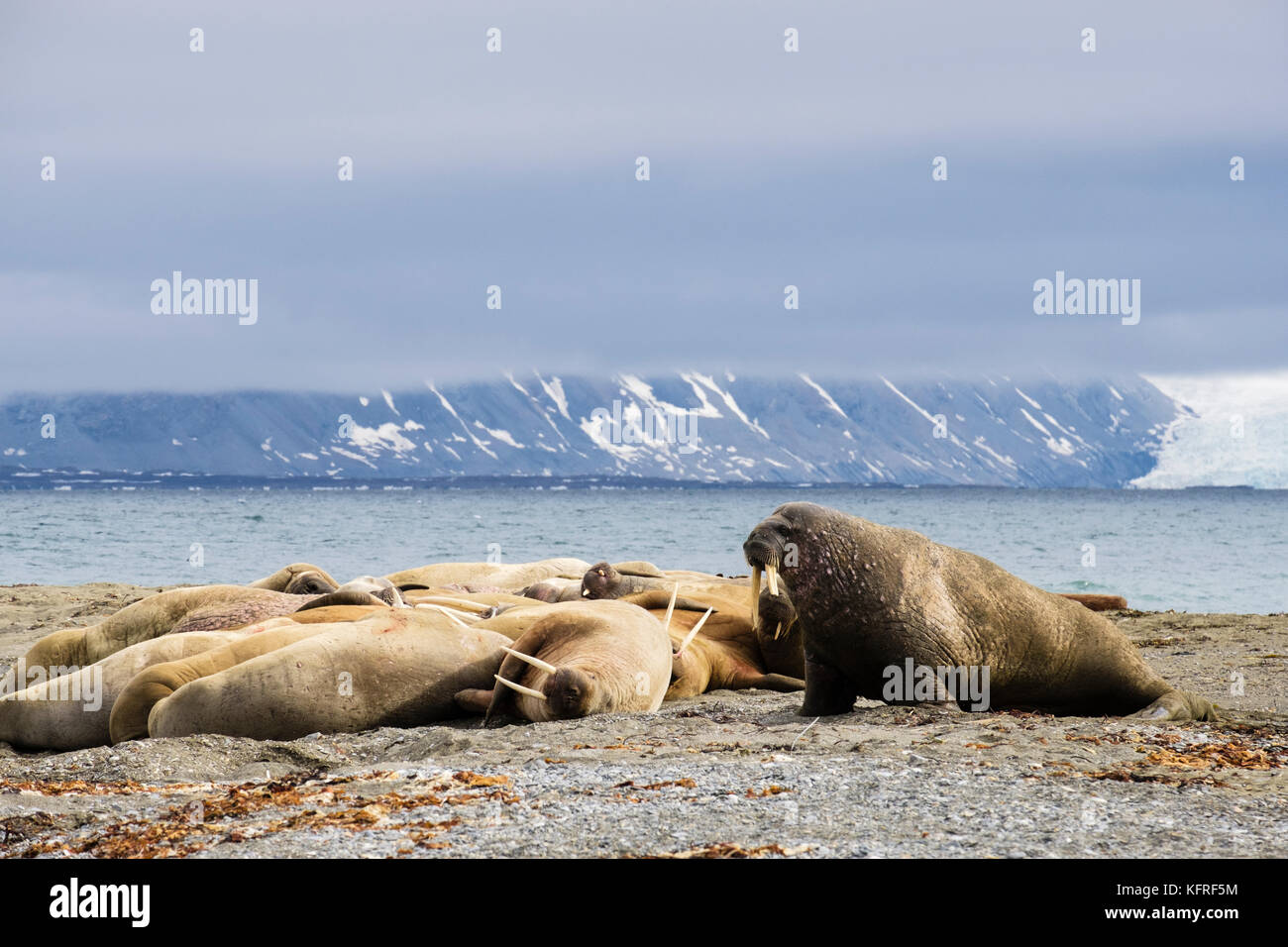 Group of Walruses (Odobenus rosmarus) adults hauled out to rest on dry land on Arctic coast in summer 2017. Spitsbergen, Svalbard archipelago, Norway Stock Photo