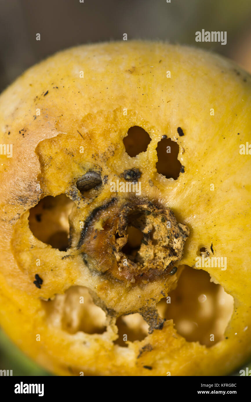 Slug damage on the base of a butternut squash Stock Photo