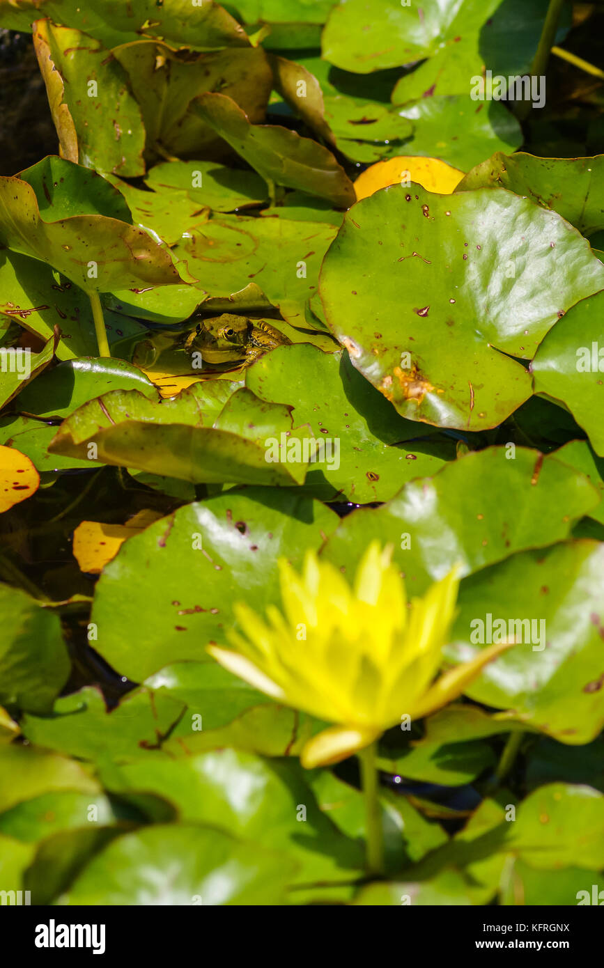Frog between green leaves, single yellow waterlily in the foreground ...