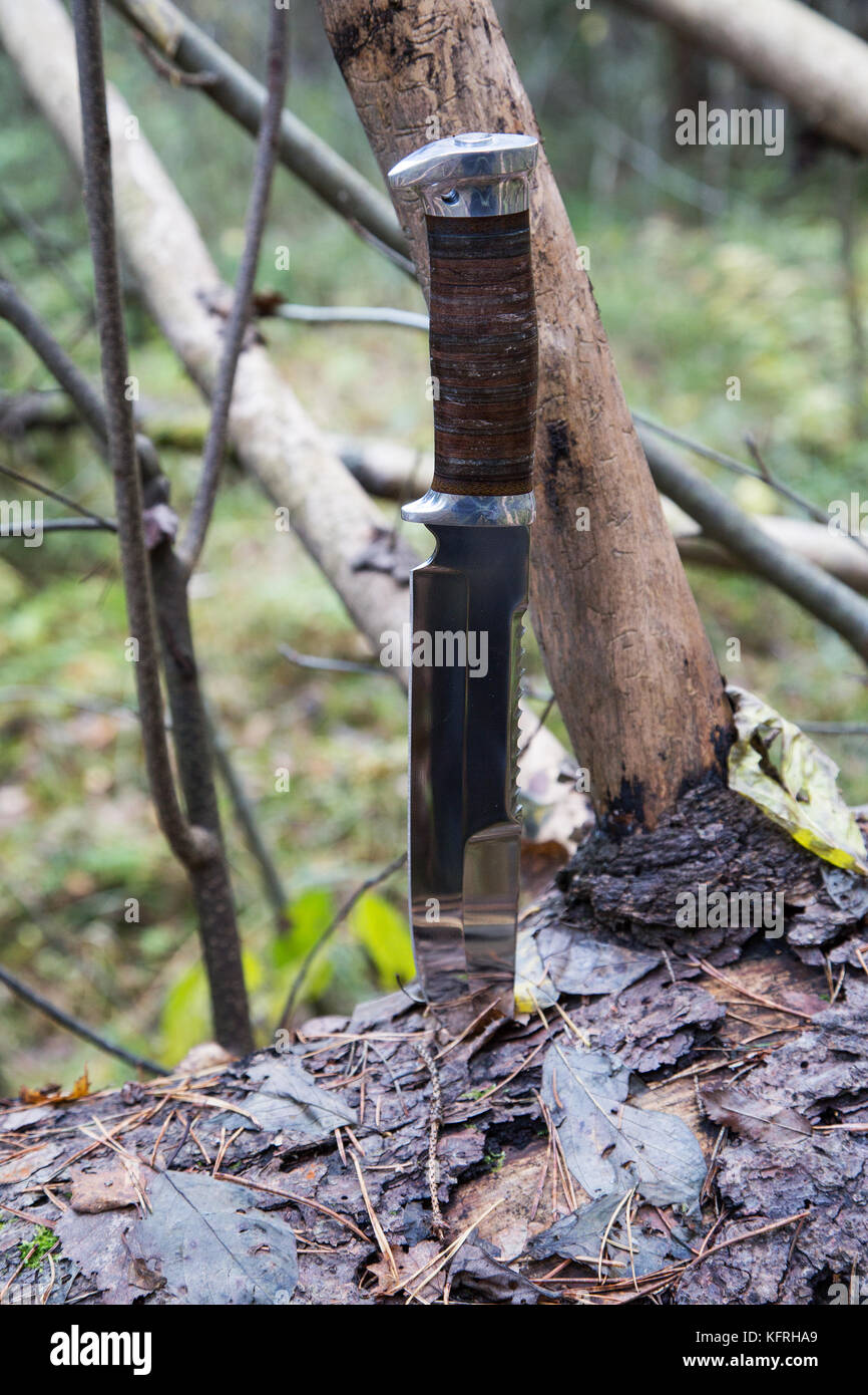 hunting knife on a fallen tree in the woods Stock Photo