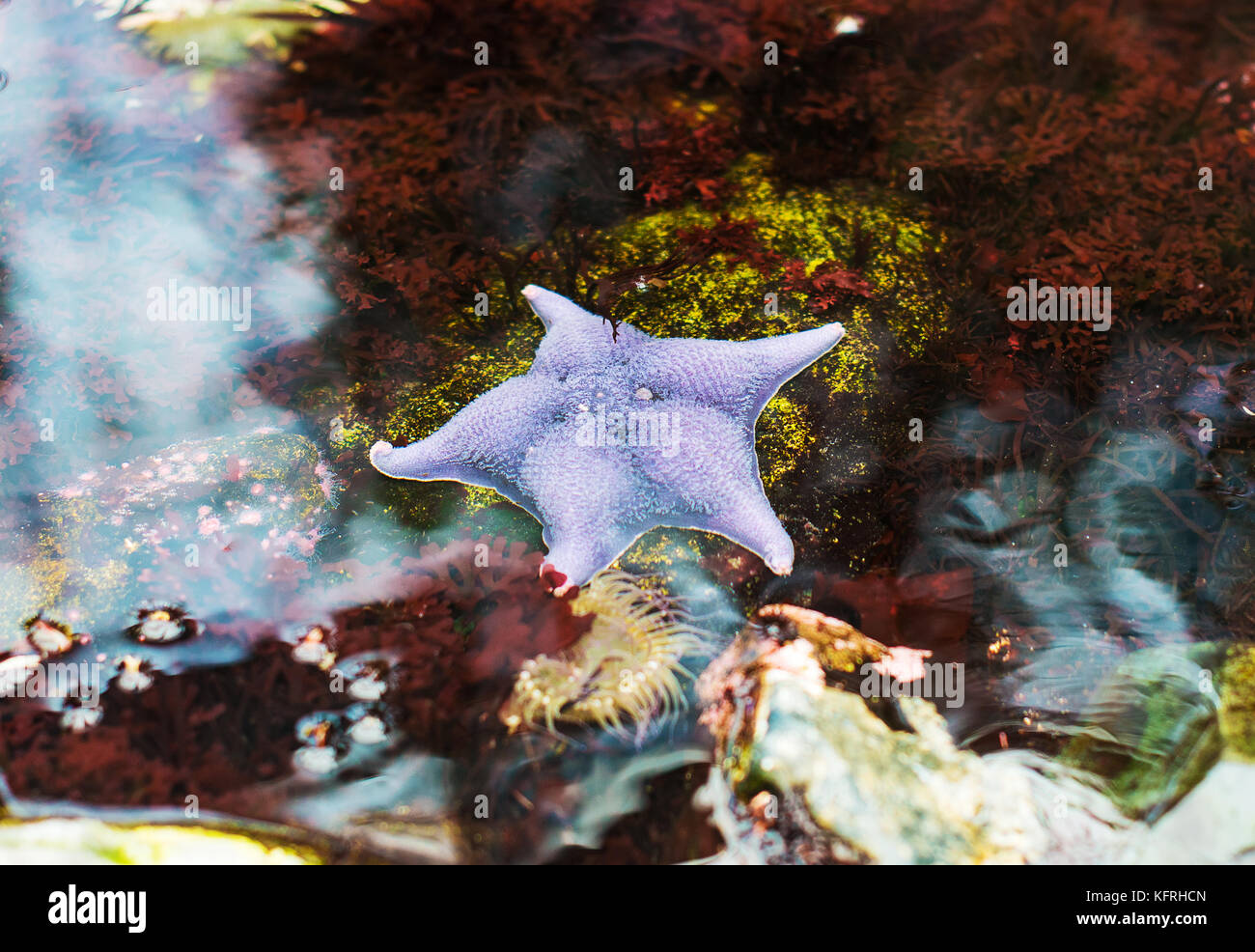 Purple sea star in coastal waters. Stock Photo