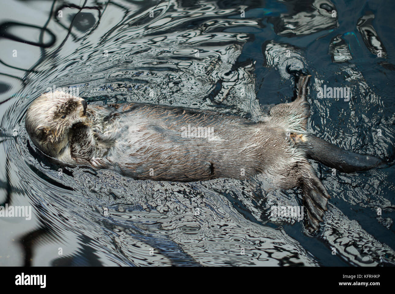 Funny sea otter hires stock photography and images Alamy
