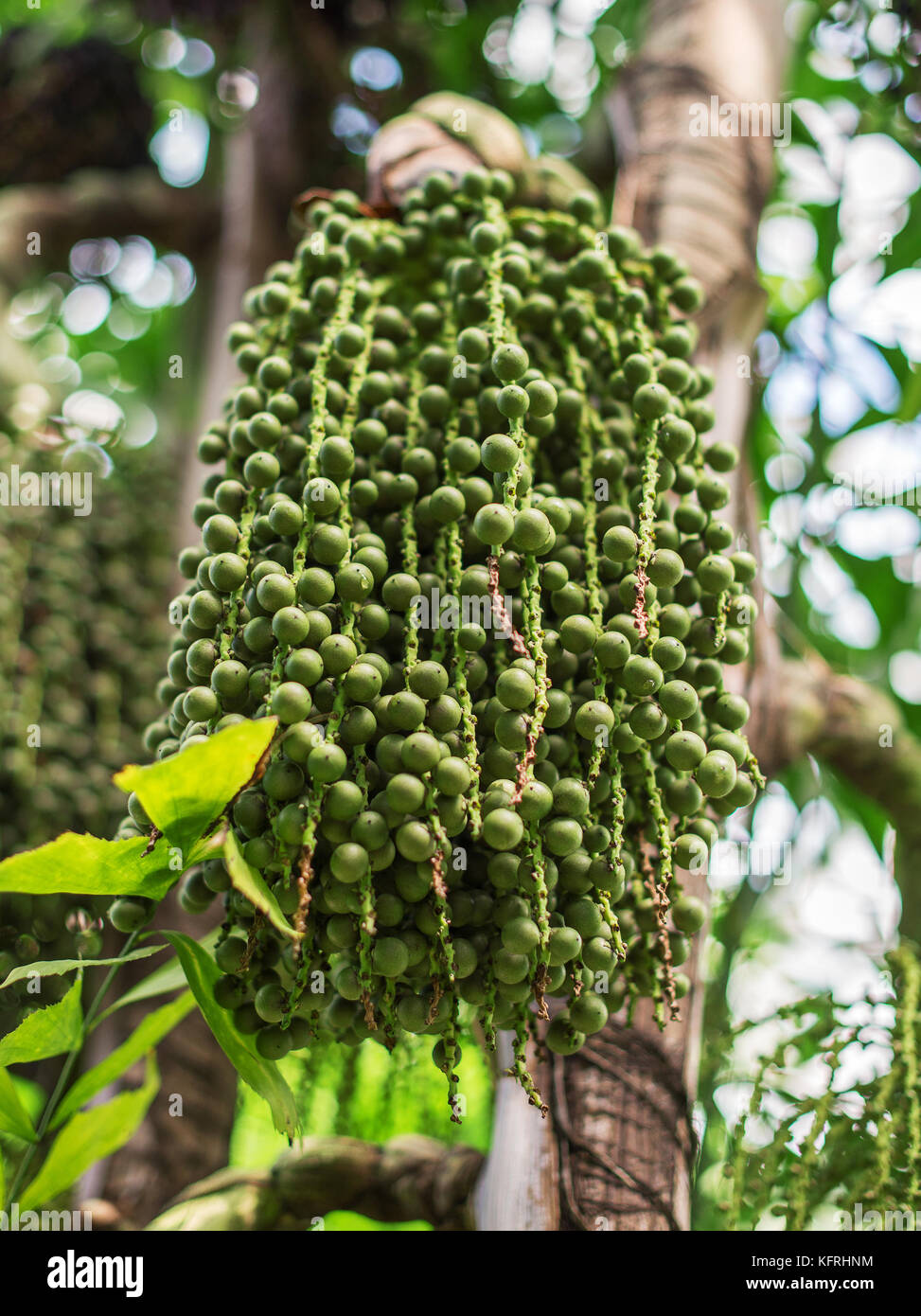 Green Acai berries on palm tree. Euterpe oleracea Stock Photo Alamy