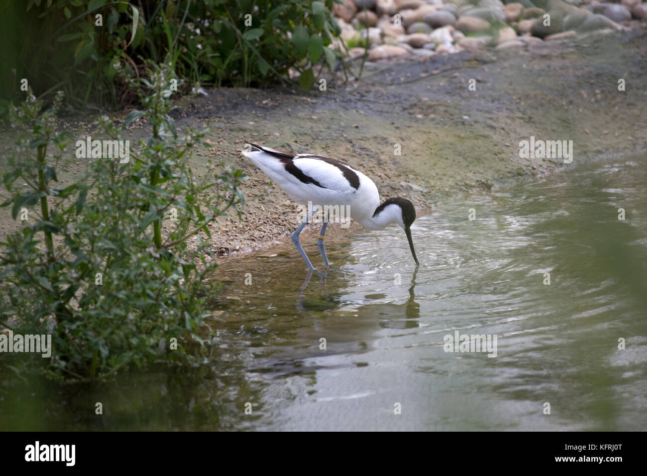 Avocet wading bird Recurvirostra avosetta drinking Wildfowl & Wetlands Trust Slimbridge UK Stock Photo