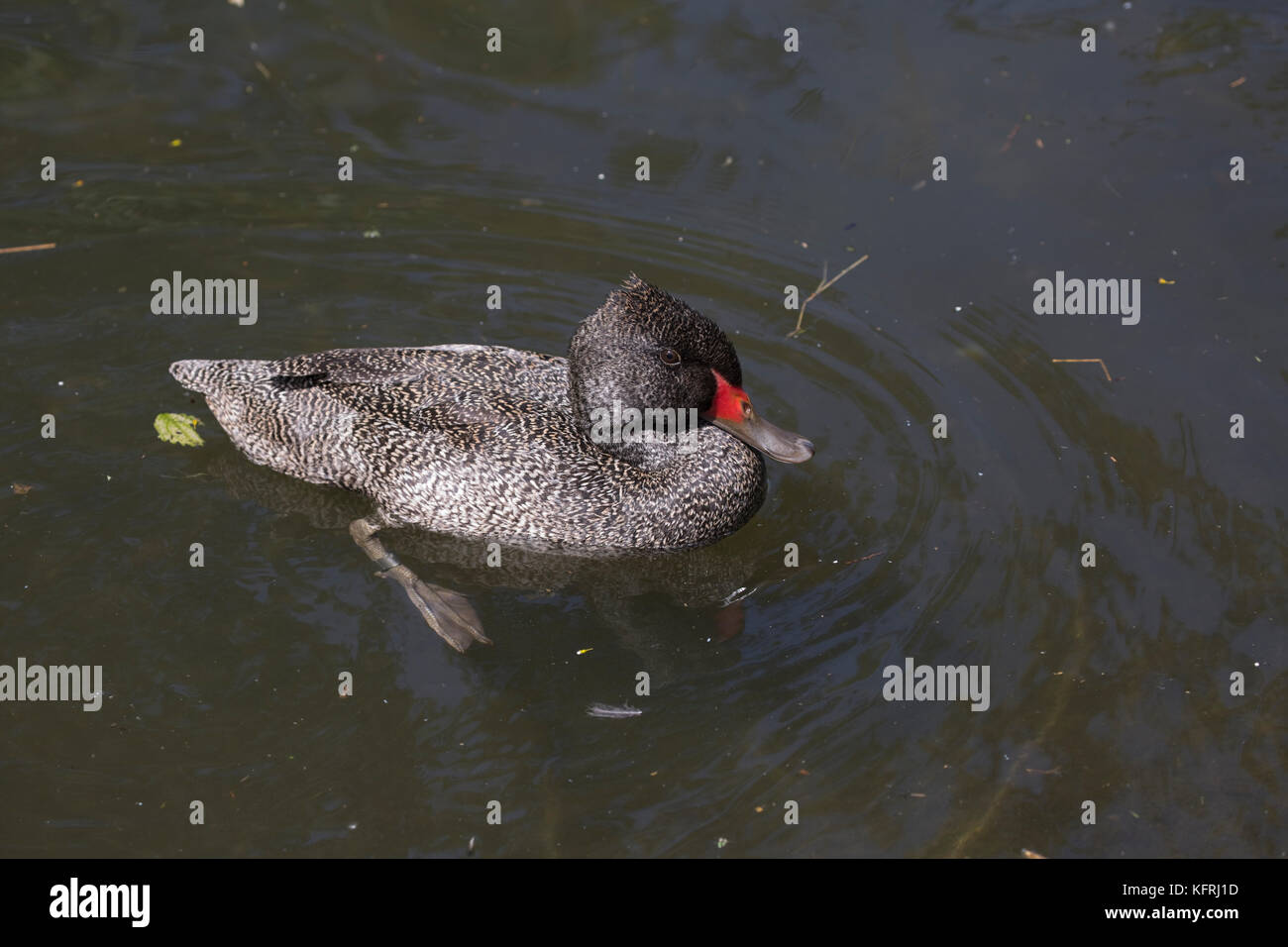 Freckled duck Wildfowl and Wetlands Trust Slimbridge UK Stock Photo
