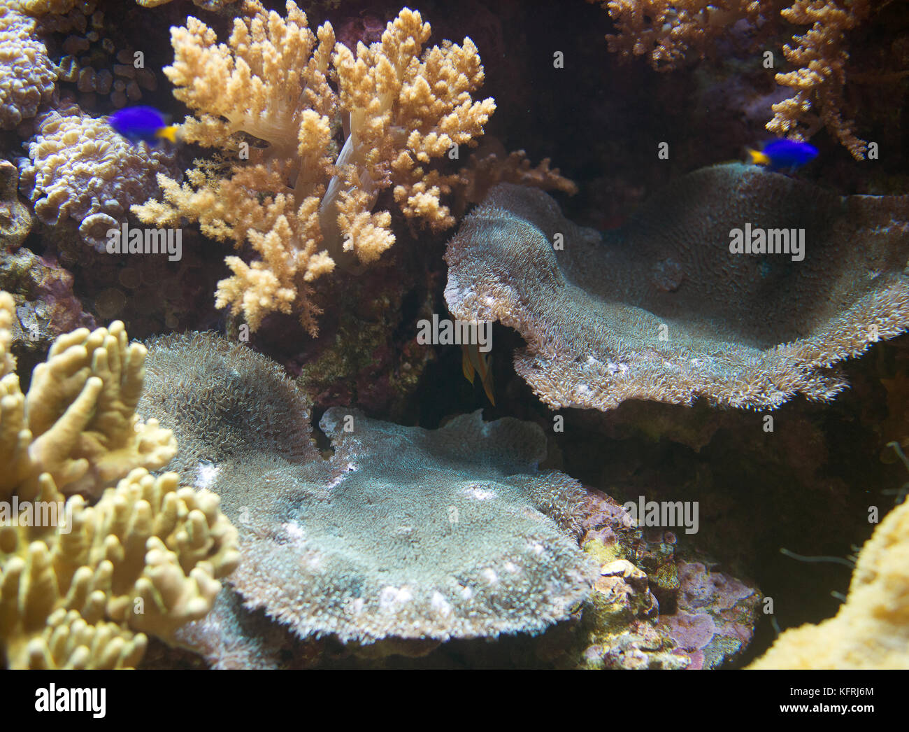 Ruffled Ridge Coral in the sea. Merulina sp. Stock Photo